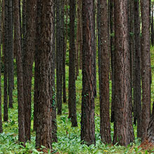 Renewable Natural Resources